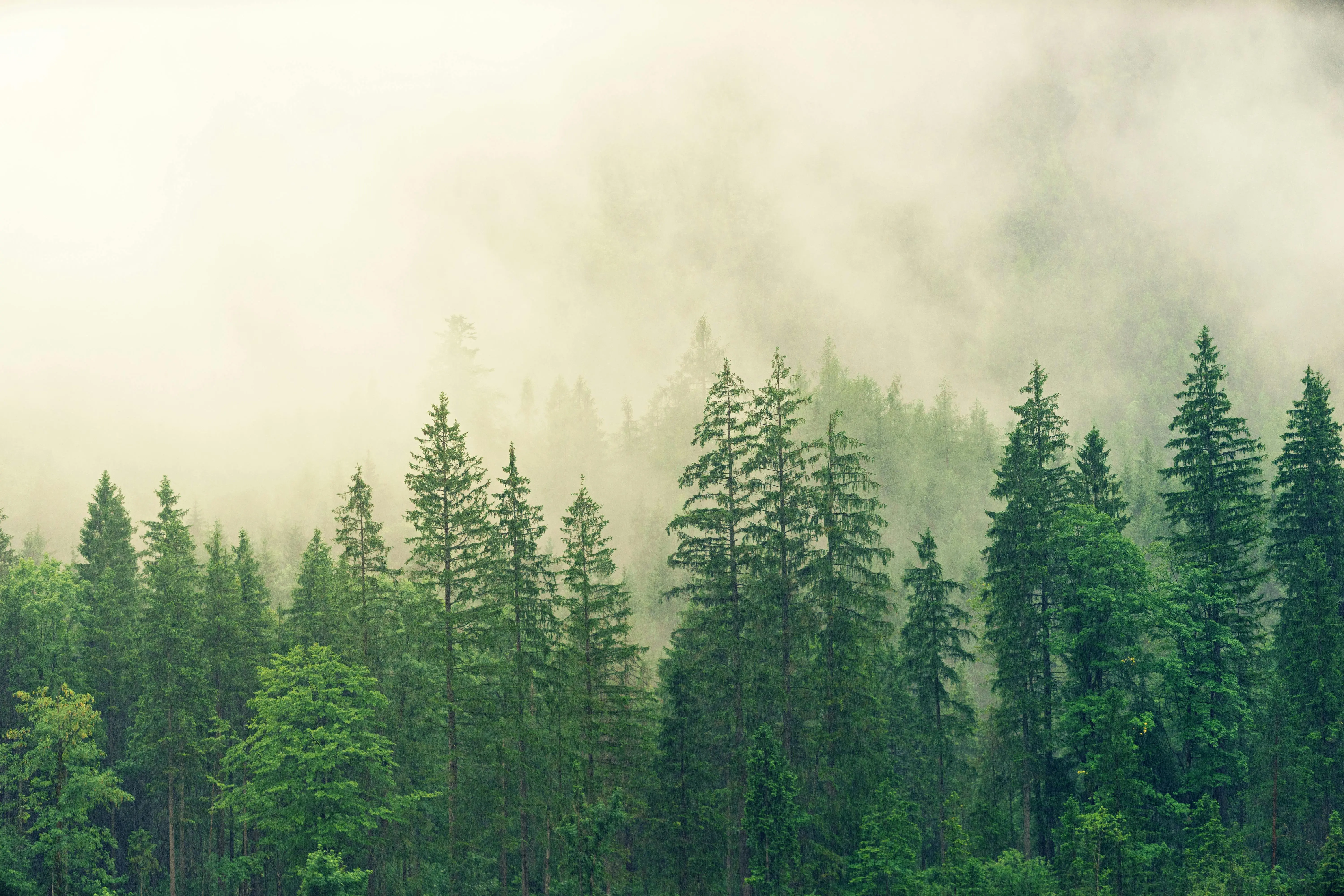 forest with foggy background